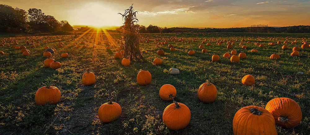 Microsoft устала от технологий и купила тыквенную ферму