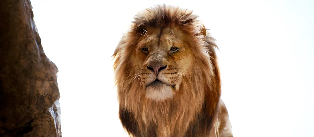 Disney показала первый кадр приквела «Короля Льва» про маленького Муфасу