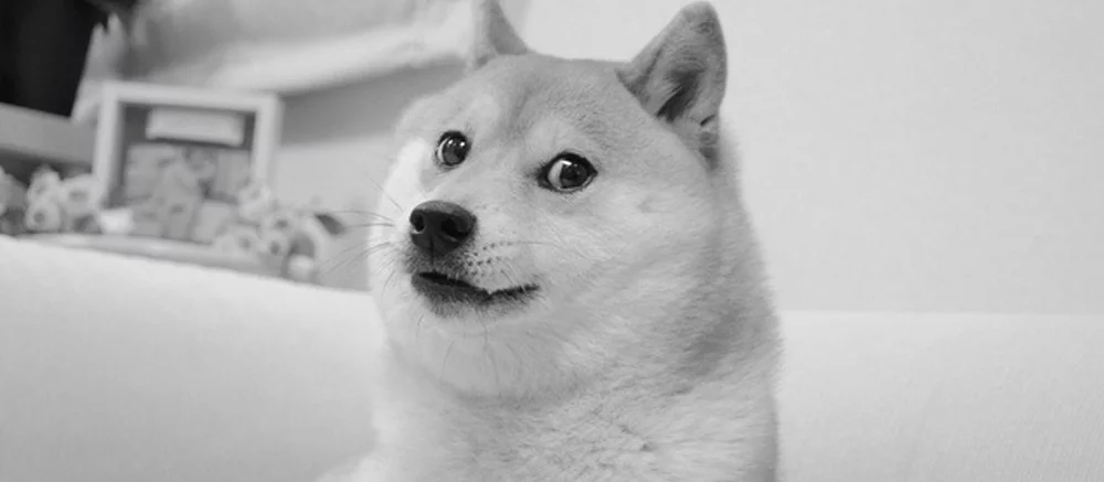 Умерла Доге — знаменитая собака, подарившая интернет-мем и криптовалюту