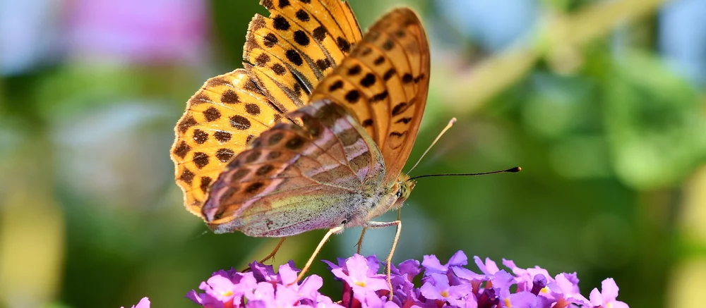 Новая браузерная игра проверит, способны ли вы отличить настоящее фото от ИИ-арта