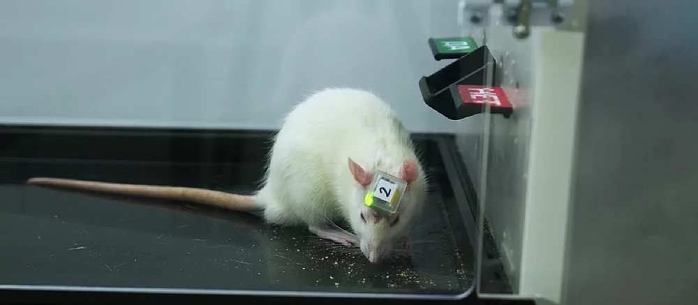 Крыса смогла ответить на сотни научных вопросов с помощью вживленного в мозг чипа с ИИ