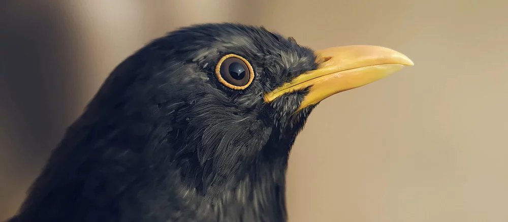 Возвращение культового файтинга: анонсирована новая Virtua Fighter