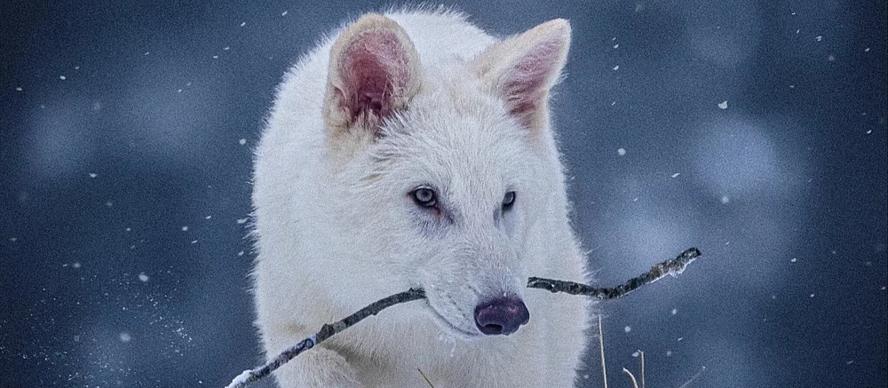 Автор «Игры престолов» сфотографировался с «воскресшим» потомком лютоволков — они умерли больше 10 тысяч лет назад