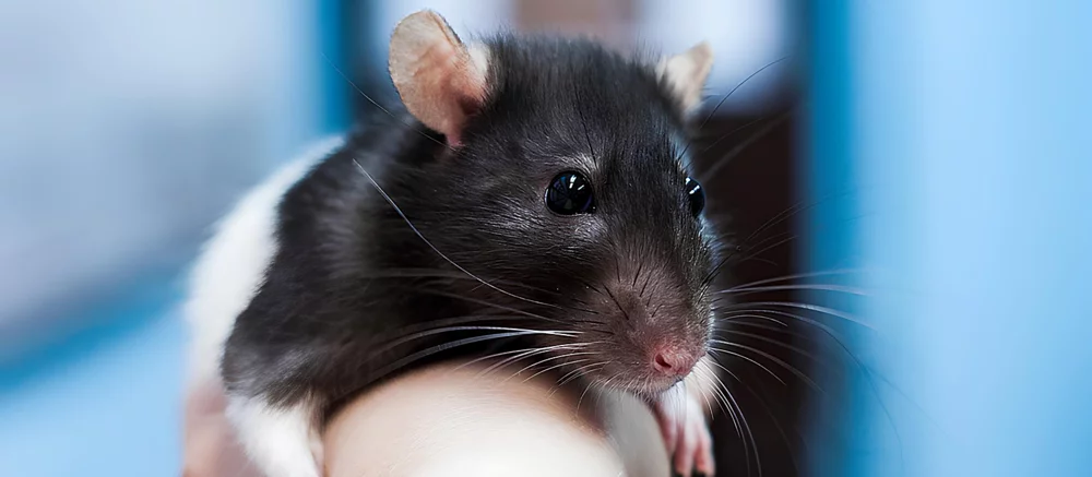 Энтузиасты обучили крыс играть в DOOM через VR-оборудование