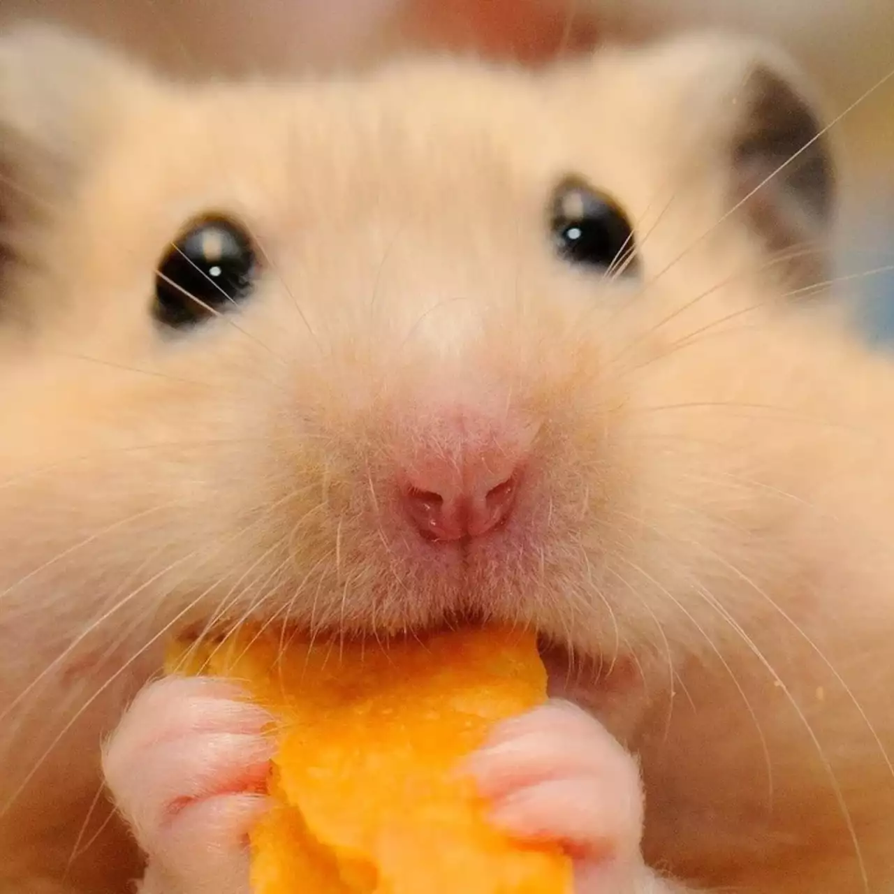 Hamster Kombat призвали запретить из-за потенциальной угрозы для детей