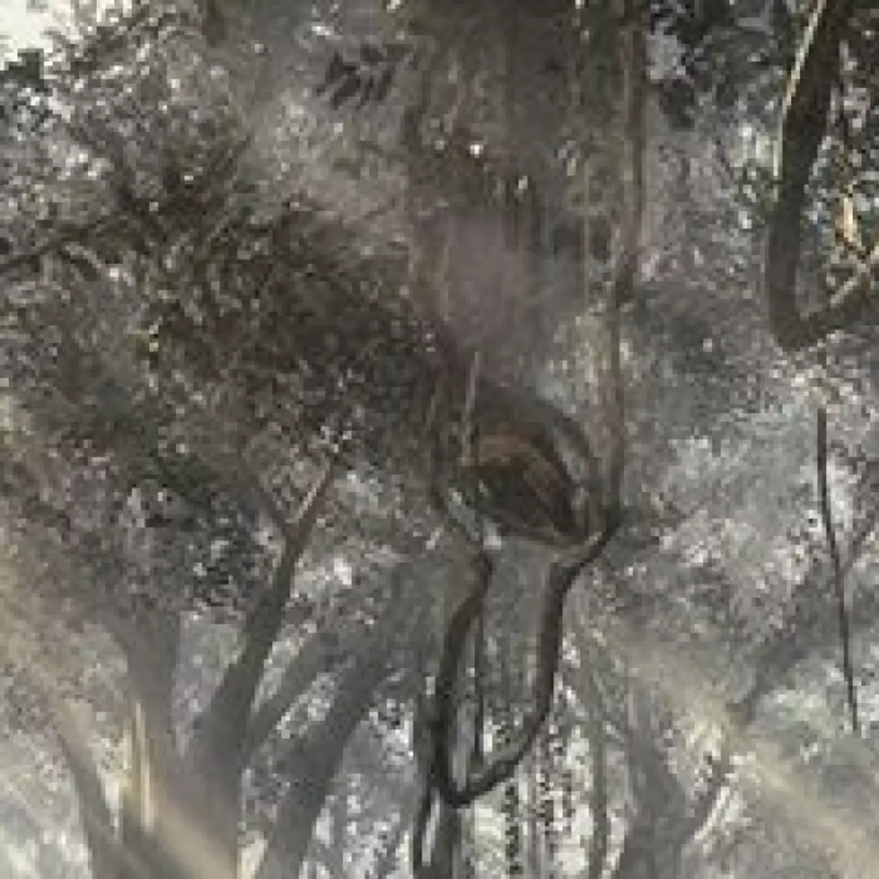 E3 2013: Call of Duty: Ghosts подтверждена для Wii U