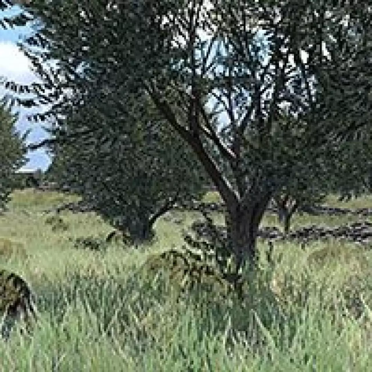 Гид по настройкам видео и графики в ArmA 3 Гид по настройкам видео и графики в ArmA 3