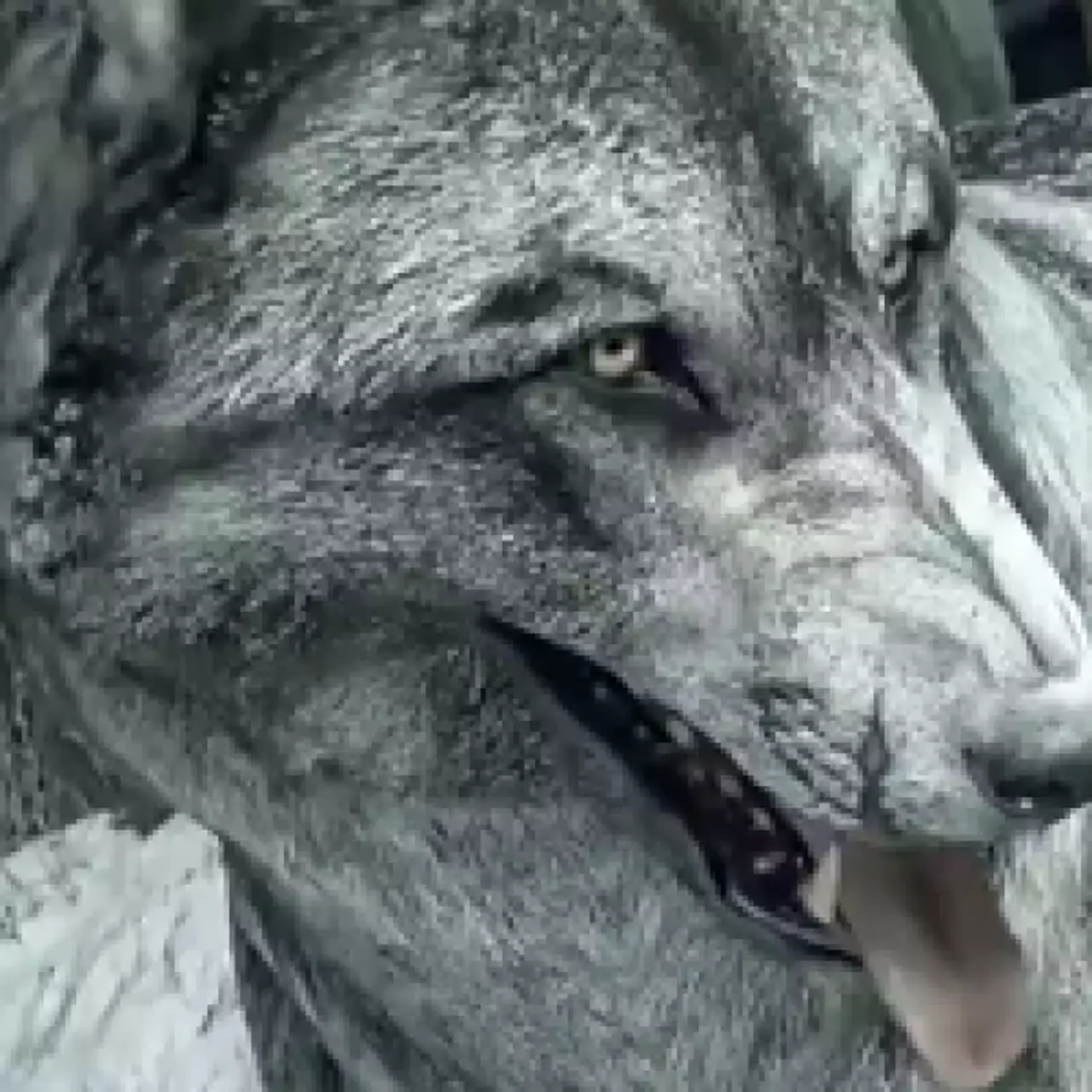 Не прошло и месяца — CoD: Ghosts для PC, PS3 и PS4 получила волчью шкуру Не прошло и месяца — CoD: Ghosts для PC, PS3 и PS4 получила волчью шкуру