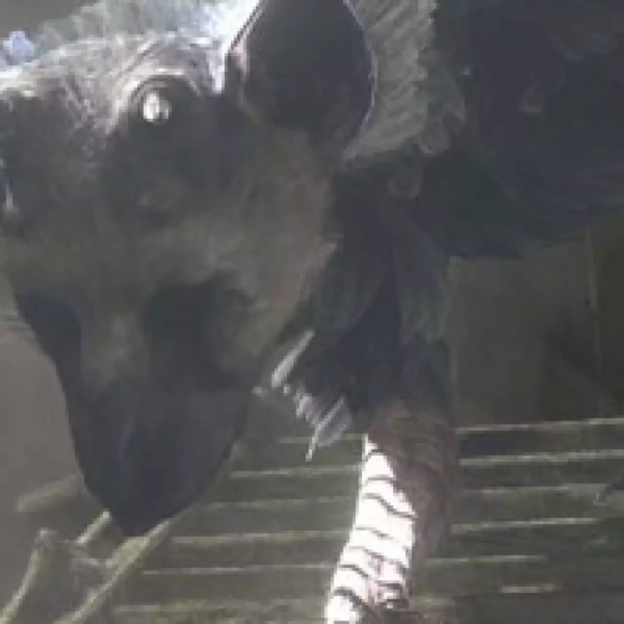 The Last Guardian могут анонсировать во второй раз