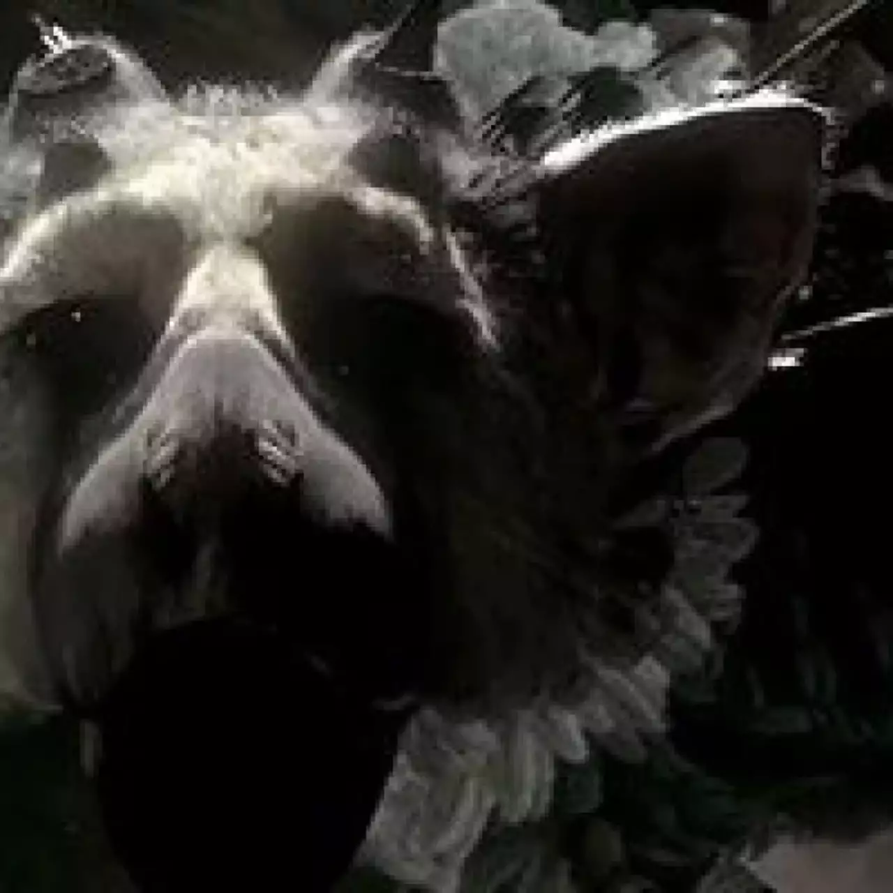 Sony посмеялась над слухами об отмене The Last Guardian Sony посмеялась над слухами об отмене The Last Guardian