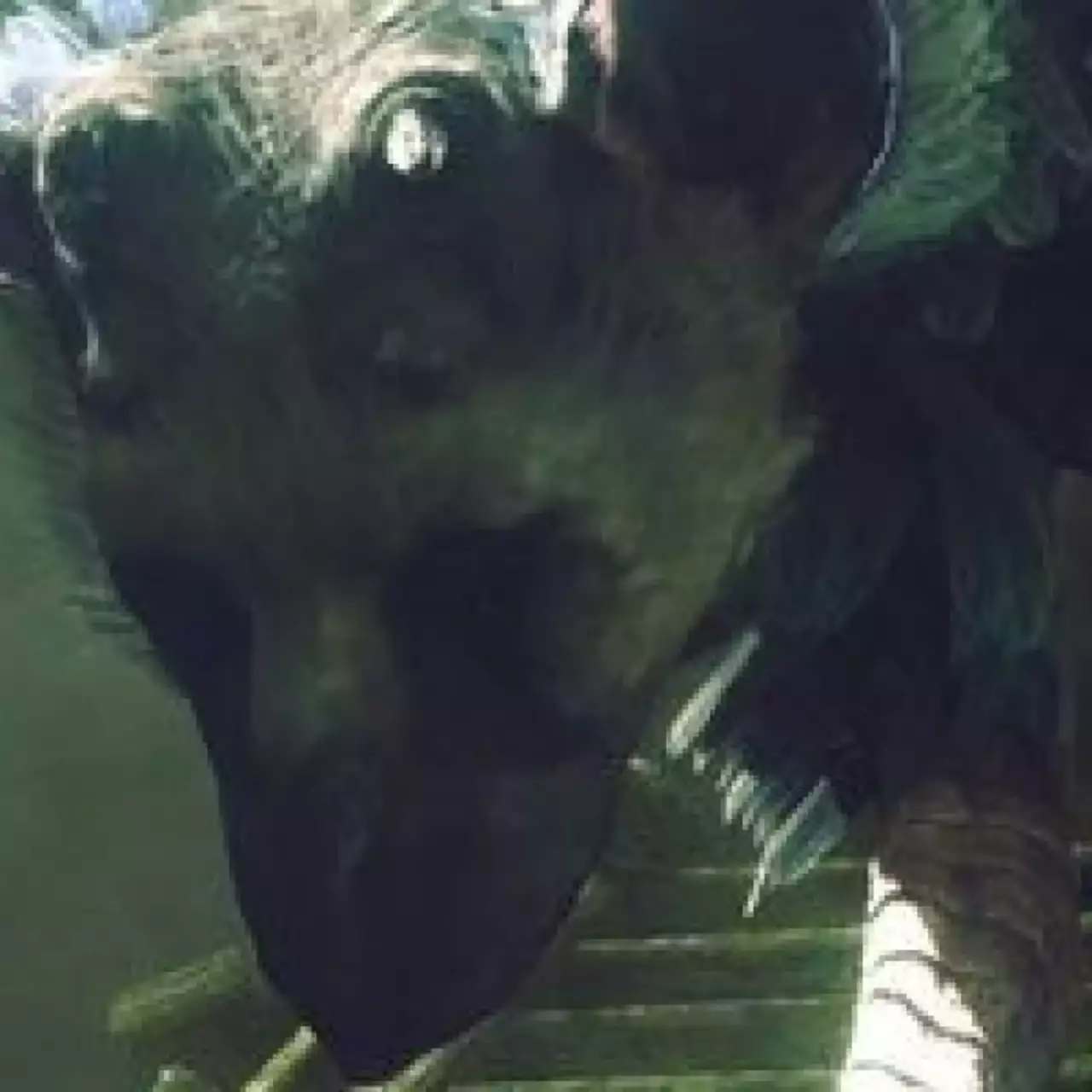 Sony: «Last Guardian всё ещё находится в разработке» Sony: «Last Guardian всё ещё находится в разработке»