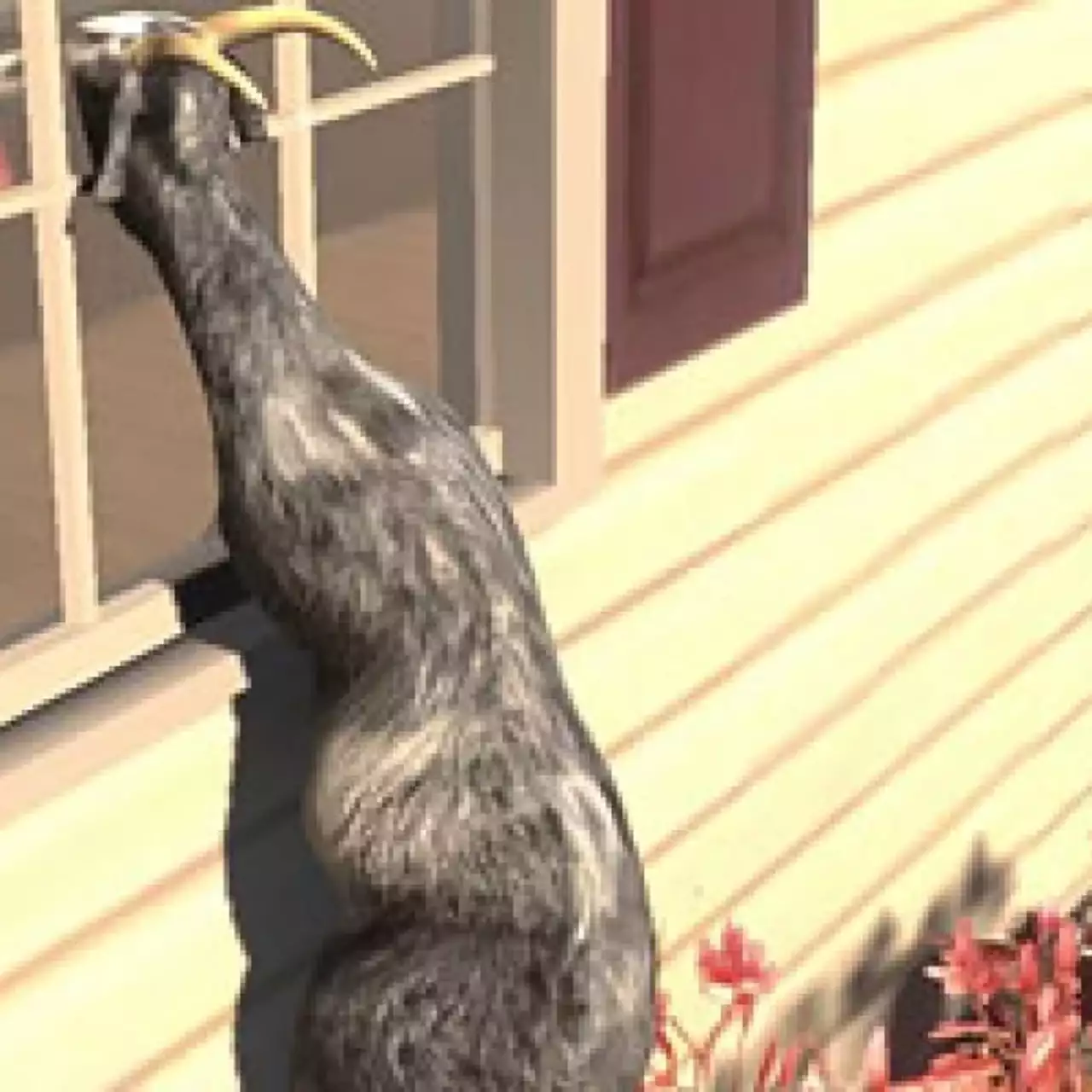 В Goat Simulator появился секретный уровень из Diablo 2 В Goat Simulator появился секретный уровень из Diablo 2