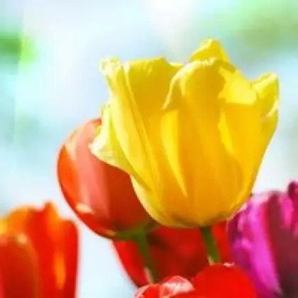 С праздником весны, дорогие девушки!