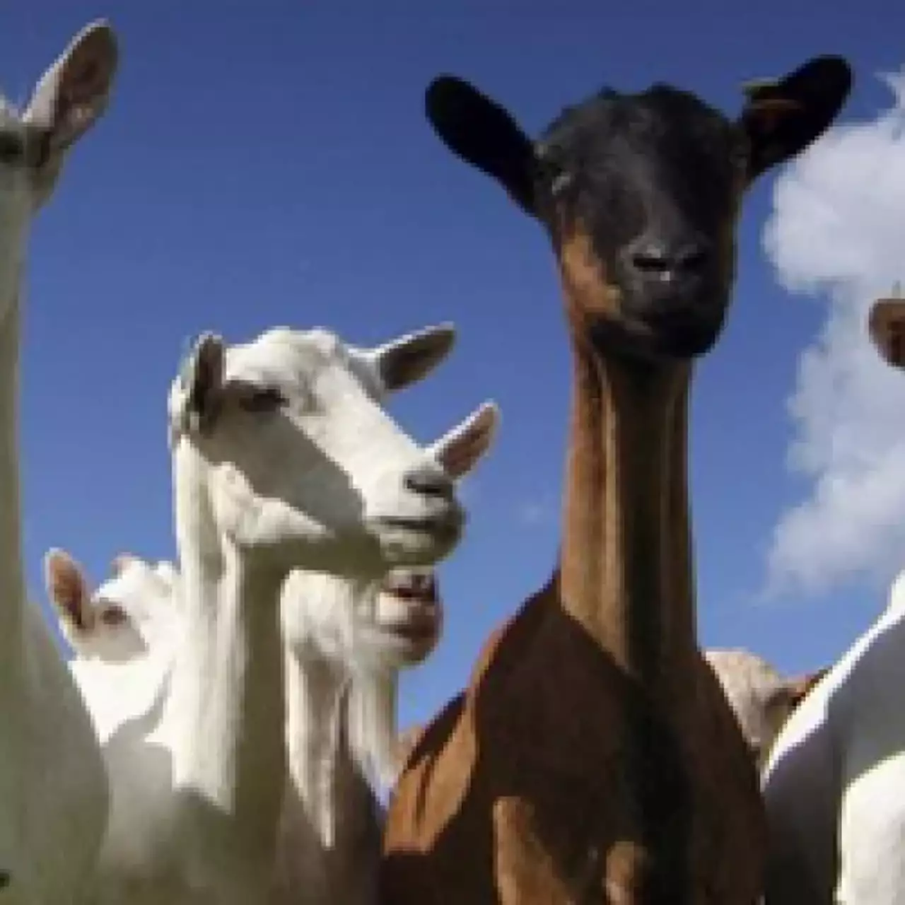 Для Goat Simulator анонсирован DLC по мотивам DayZ