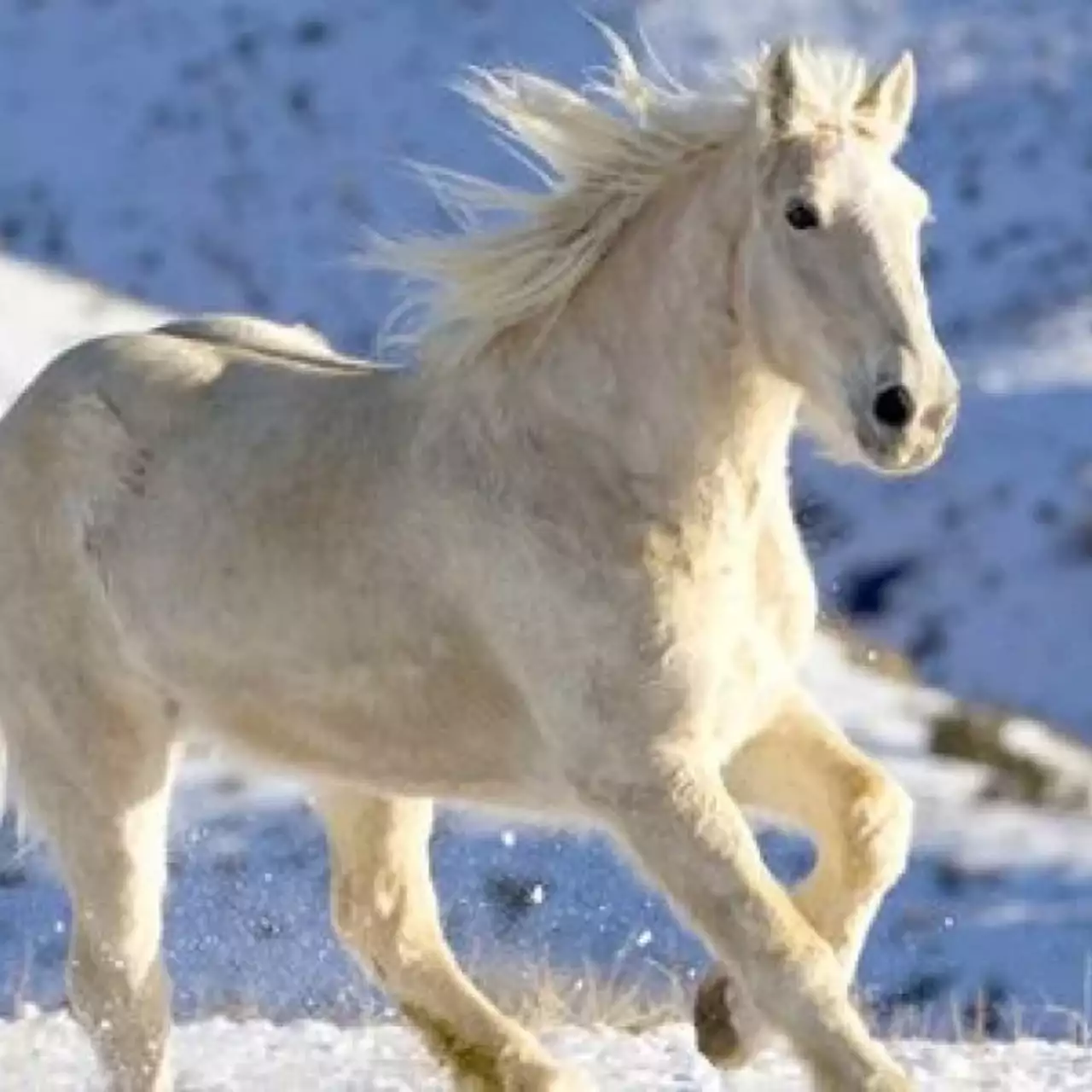 В дебютном трейлере Snow Horse лошадь катится по склону на сноуборде В дебютном трейлере Snow Horse лошадь катится по склону на сноуборде