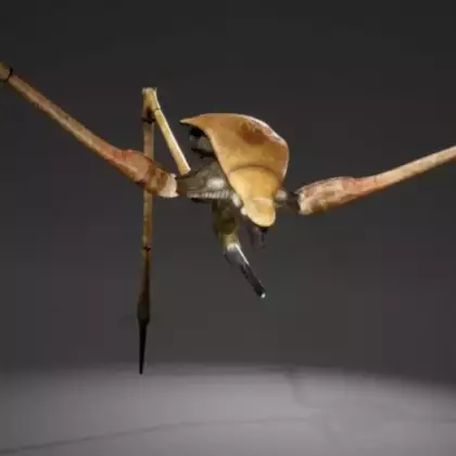 На первых скриншотах фанатской Half-Life 3 показали 3D-модель страйдера