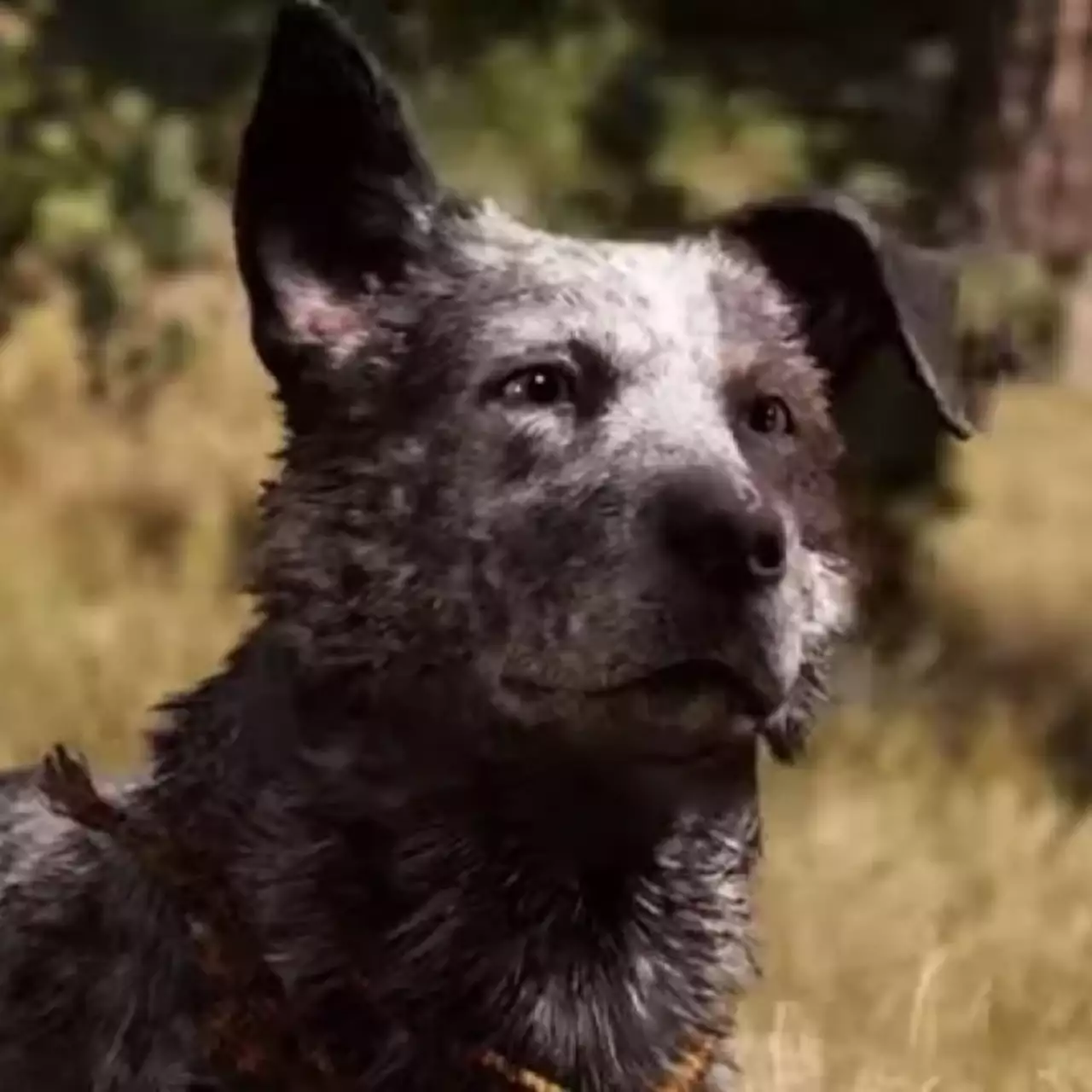 В Far Cry 5 у вас будет свой Бумер В Far Cry 5 у вас будет свой Бумер