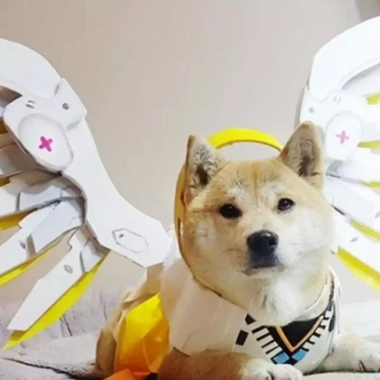 Разработчики Overwatch проведут конкурс с реальными собаками Разработчики Overwatch проведут конкурс с реальными собаками