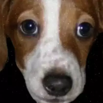 Пользователи Twitter почтили память умершего пса Фрэнки, который стал мемом в Twitch