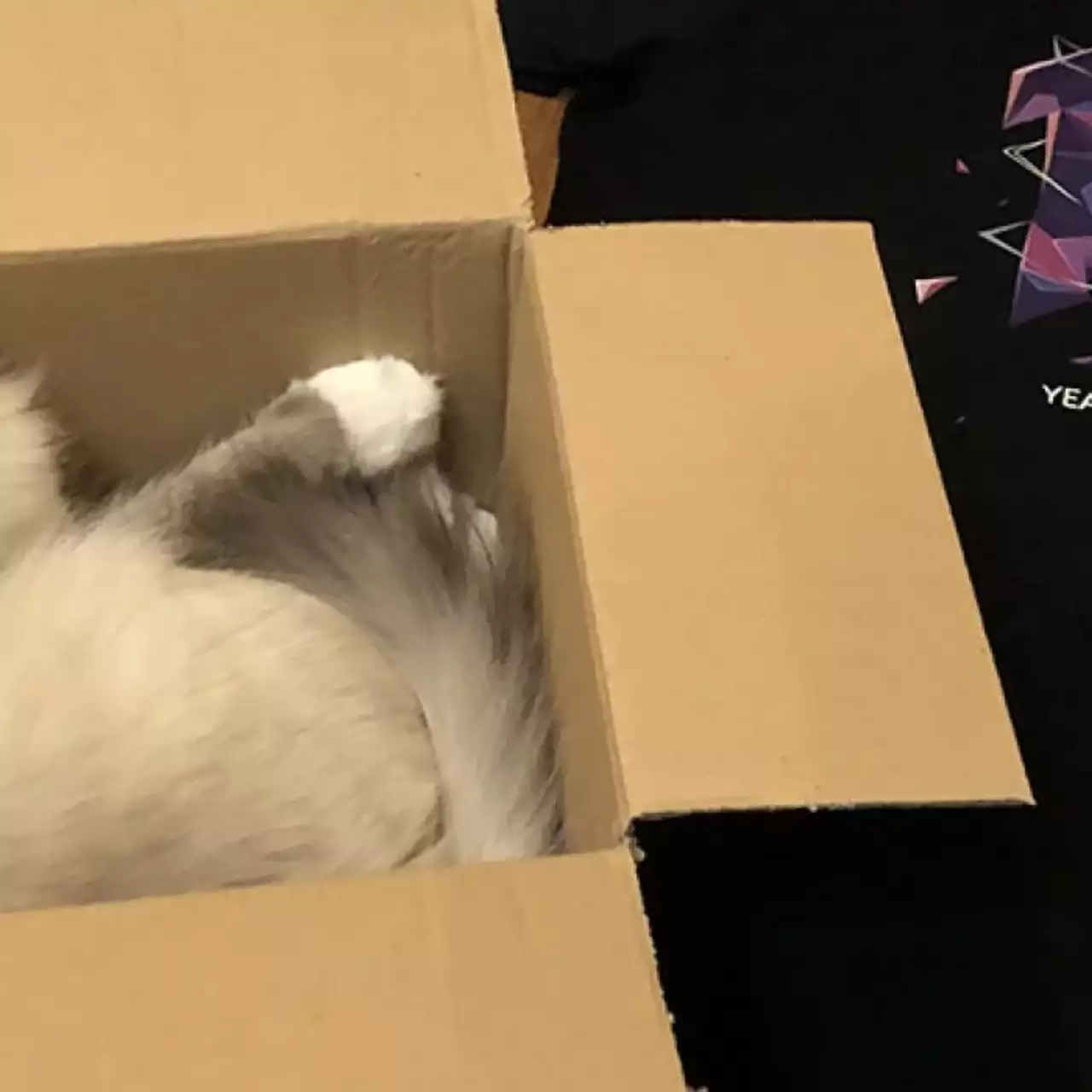 Халява: кот Макс распаковал подарок в честь 10-летия GOG, а там оказались бесплатные PC-игры! Заберите их быстрее всех!