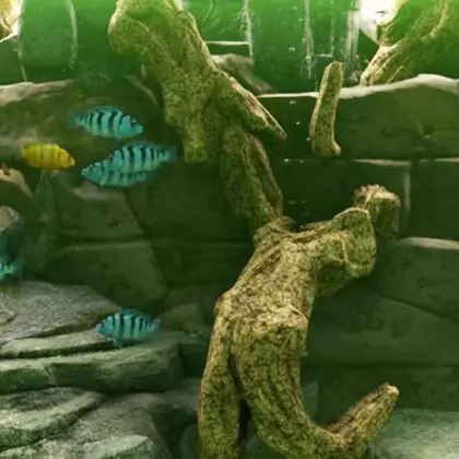 В Steam выйдет симулятор аквариума с фотореалистичной графикой Biotope — трейлер и скриншоты