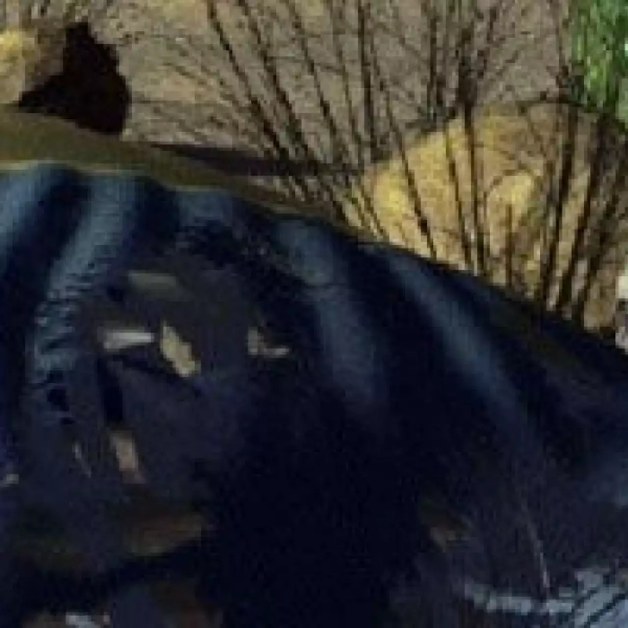Black Isle Studios восстала из могилы? Black Isle Studios восстала из могилы?