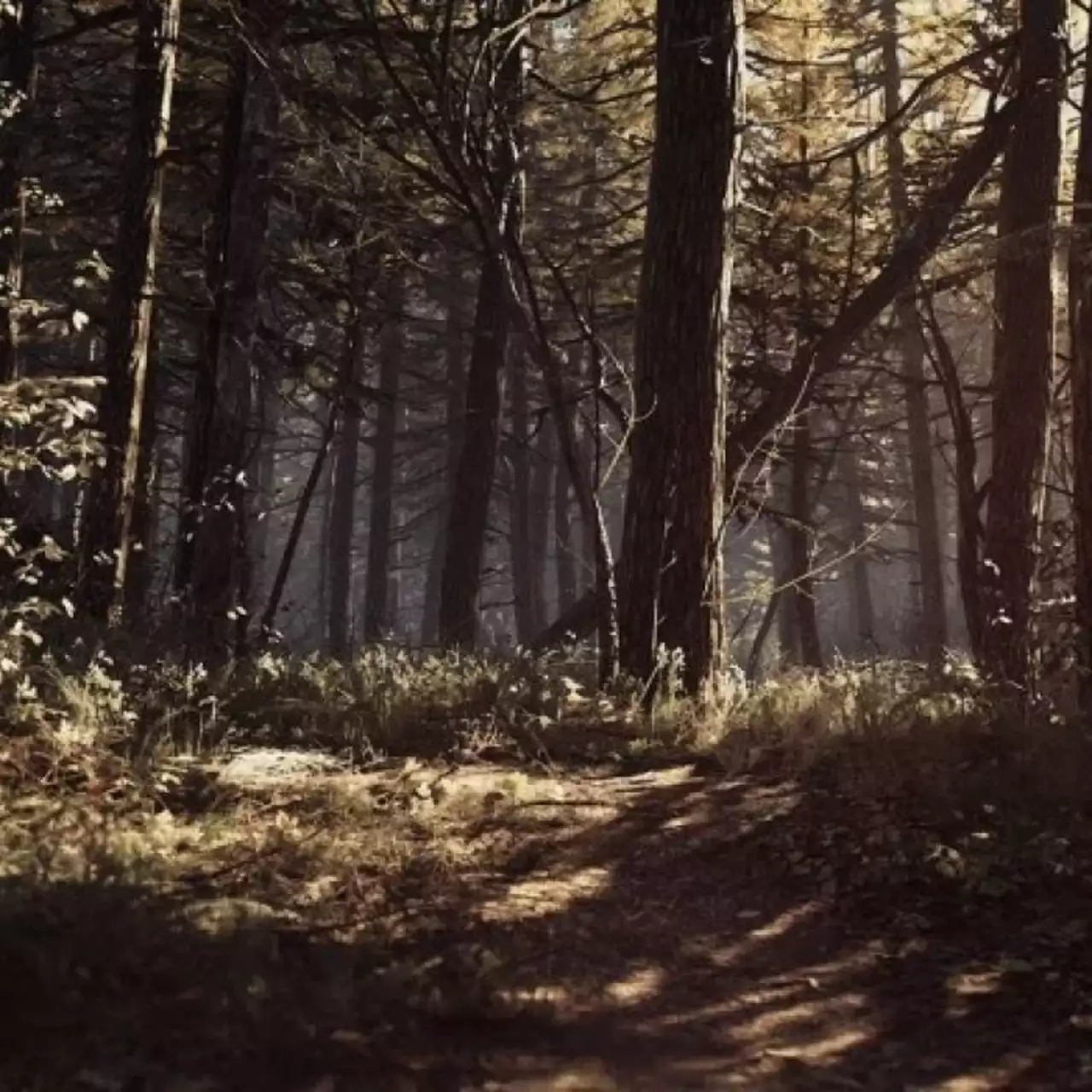Где найти все фотографии в Blair Witch и получить достижения Lost in the woods и Picture perfect