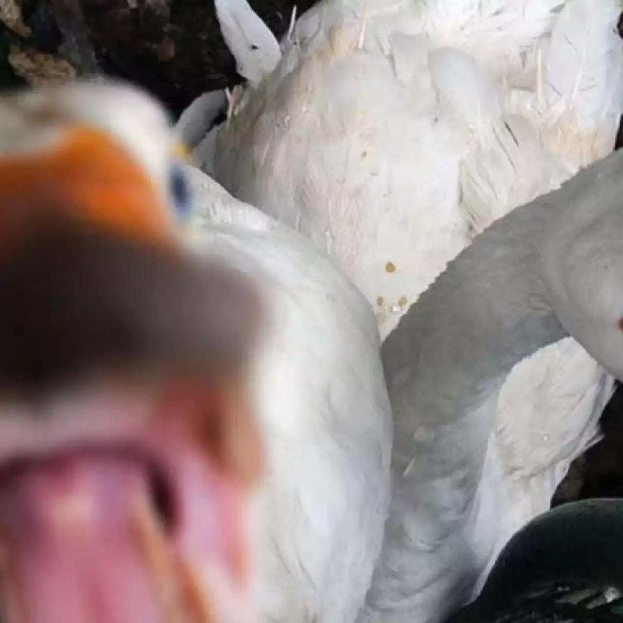 Ютубер показал, какой была бы Untitled Goose Game, если бы вышла на PS One