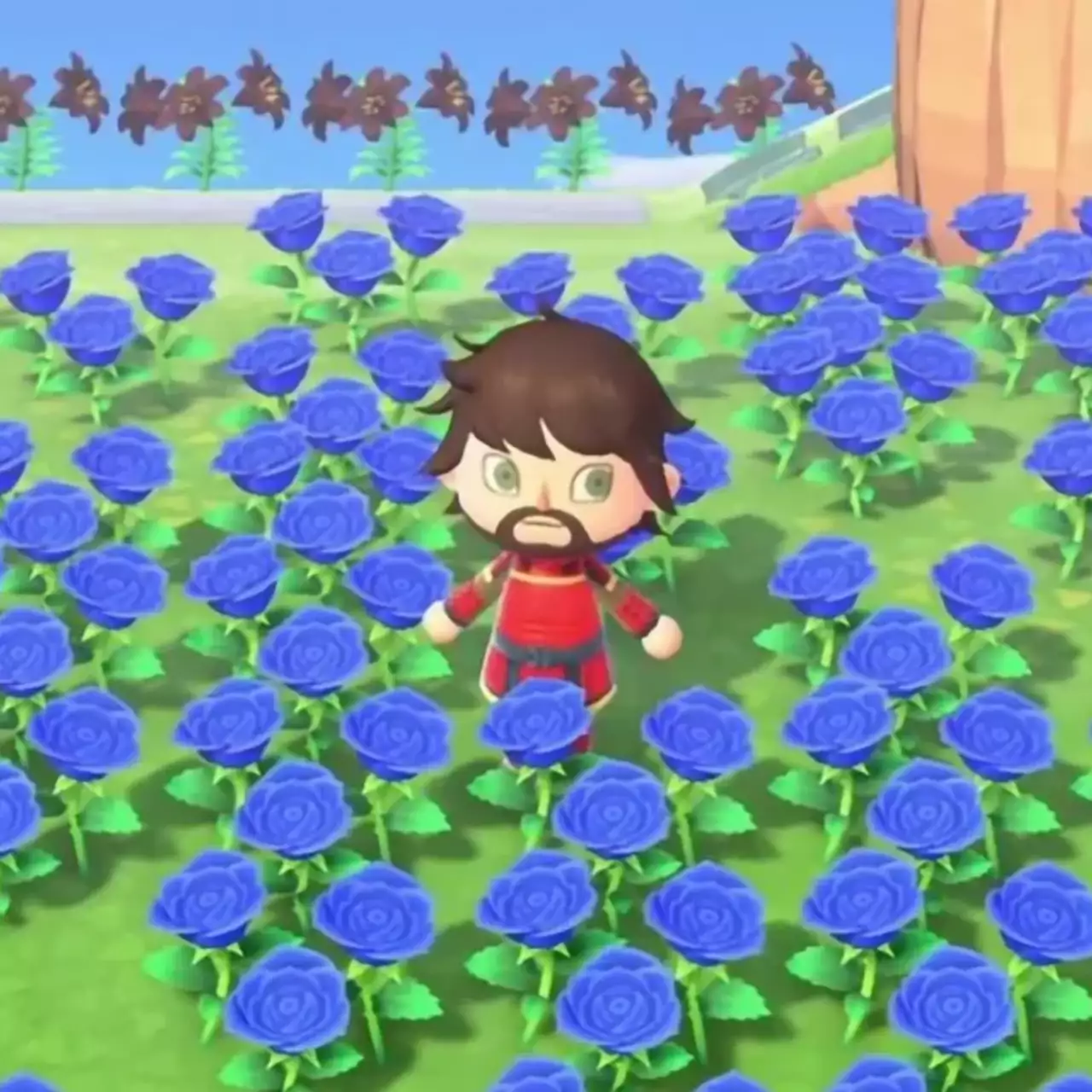 Как получить синюю розу в Animal Crossing: New Horizons — гайд Как получить синюю розу в Animal Crossing: New Horizons — гайд