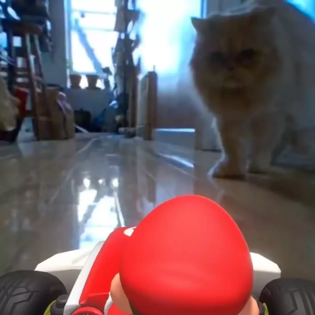 «Нипущу»! Коты мешают играть в Mario Kart Live: Home Circuit — видео «Нипущу»! Коты мешают играть в Mario Kart Live: Home Circuit — видео