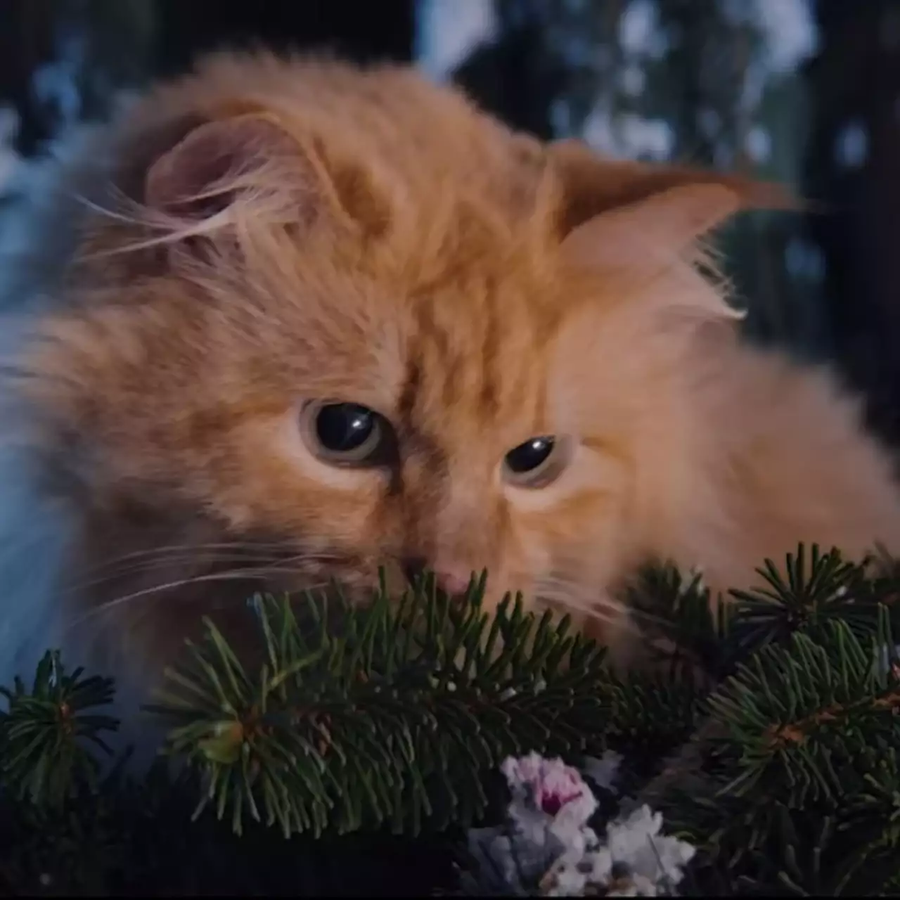 Чак Норрис спасает котика в новом ролике World of Tanks. И это не шутка Чак Норрис спасает котика в новом ролике World of Tanks. И это не шутка