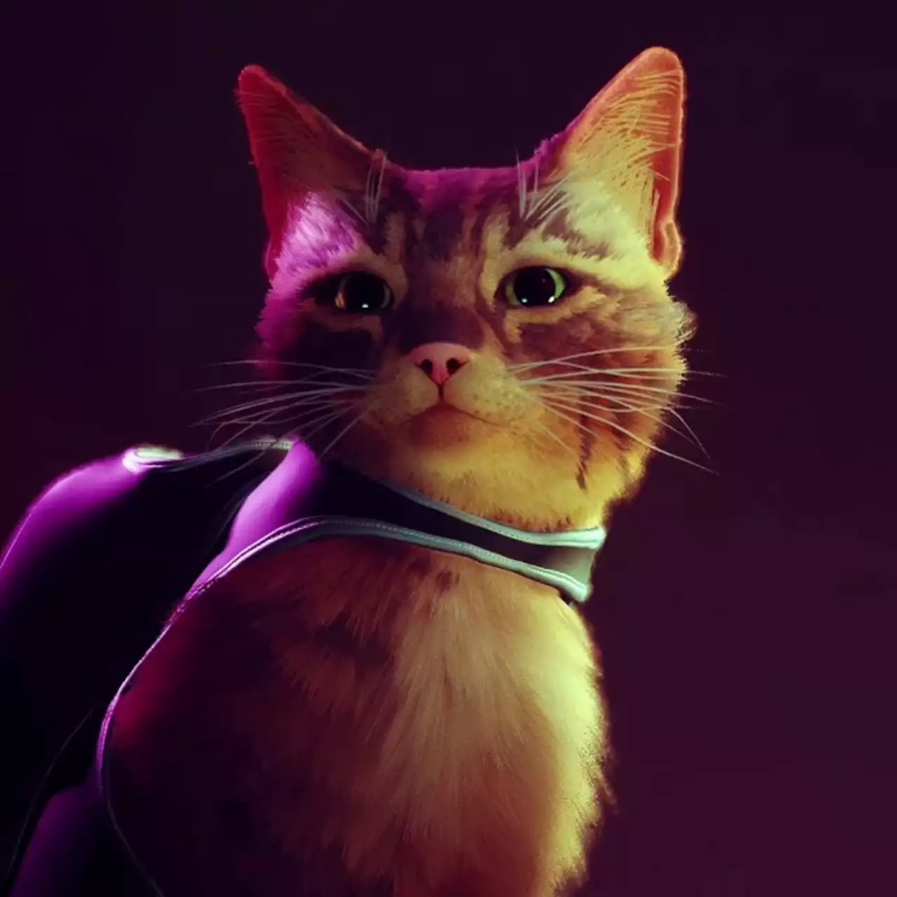 Конкурс с халявной Stray! Отдаем самую желаемую игру в Steam за самое смешное фото котика