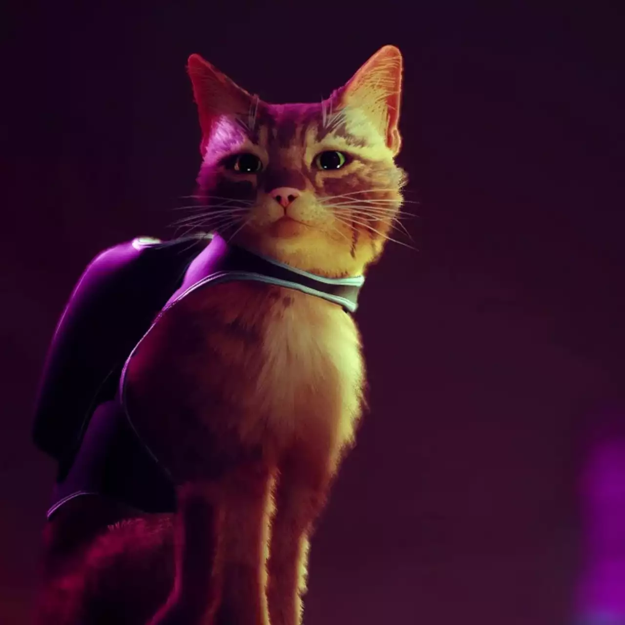 Авторы той самой киберпанк-игры про котика Stray показали своих питомцев
