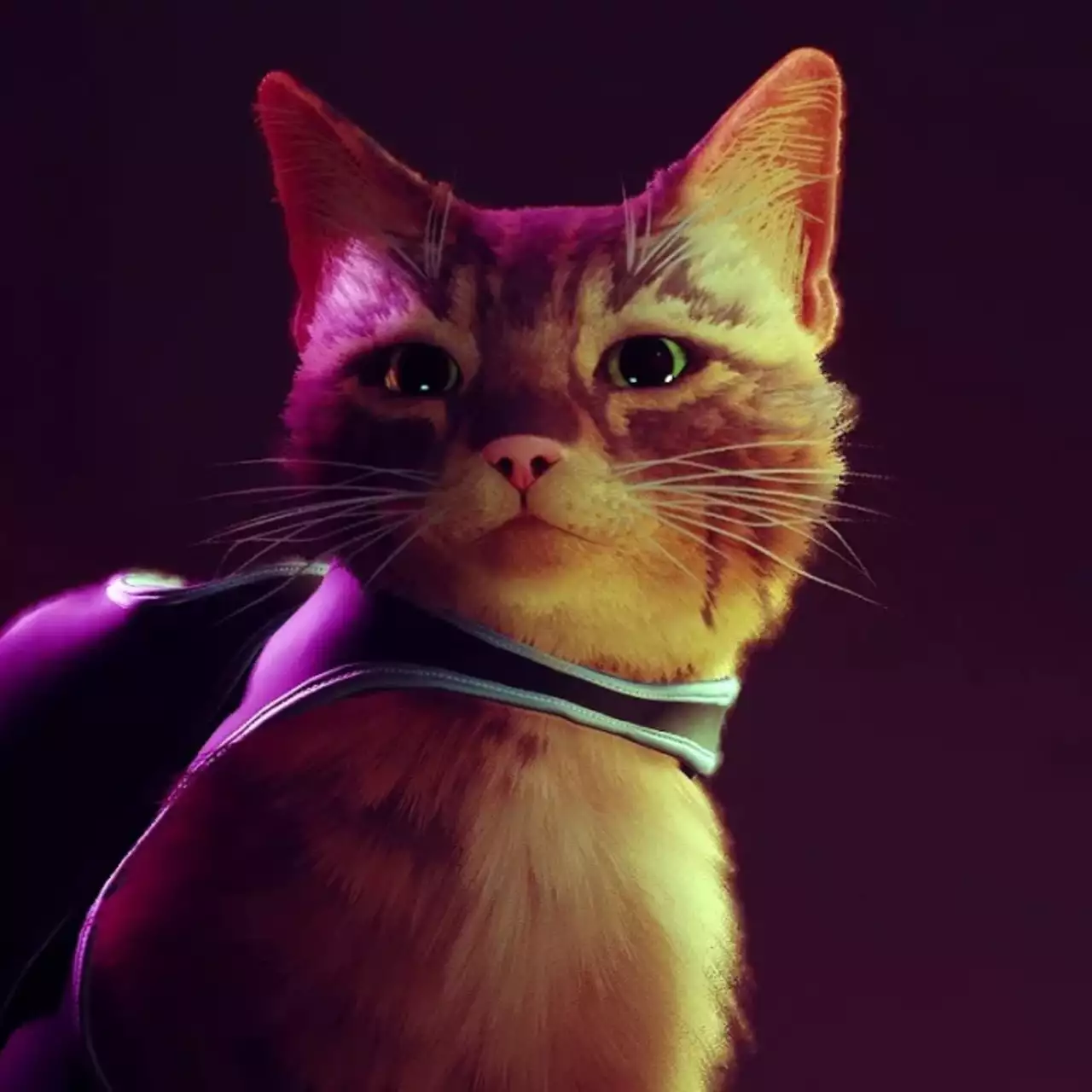 Итоги конкурса с халявными Stray! Чьи котики забрали самую желанную игру в Steam?