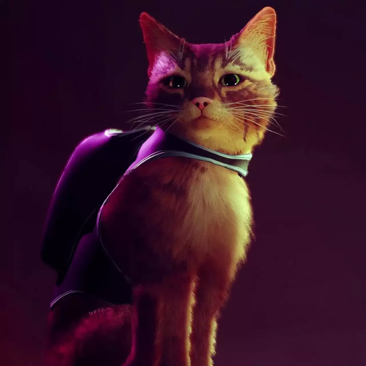 Кооператив в Stray: как играть на одном экране с друзьями и другими игроками