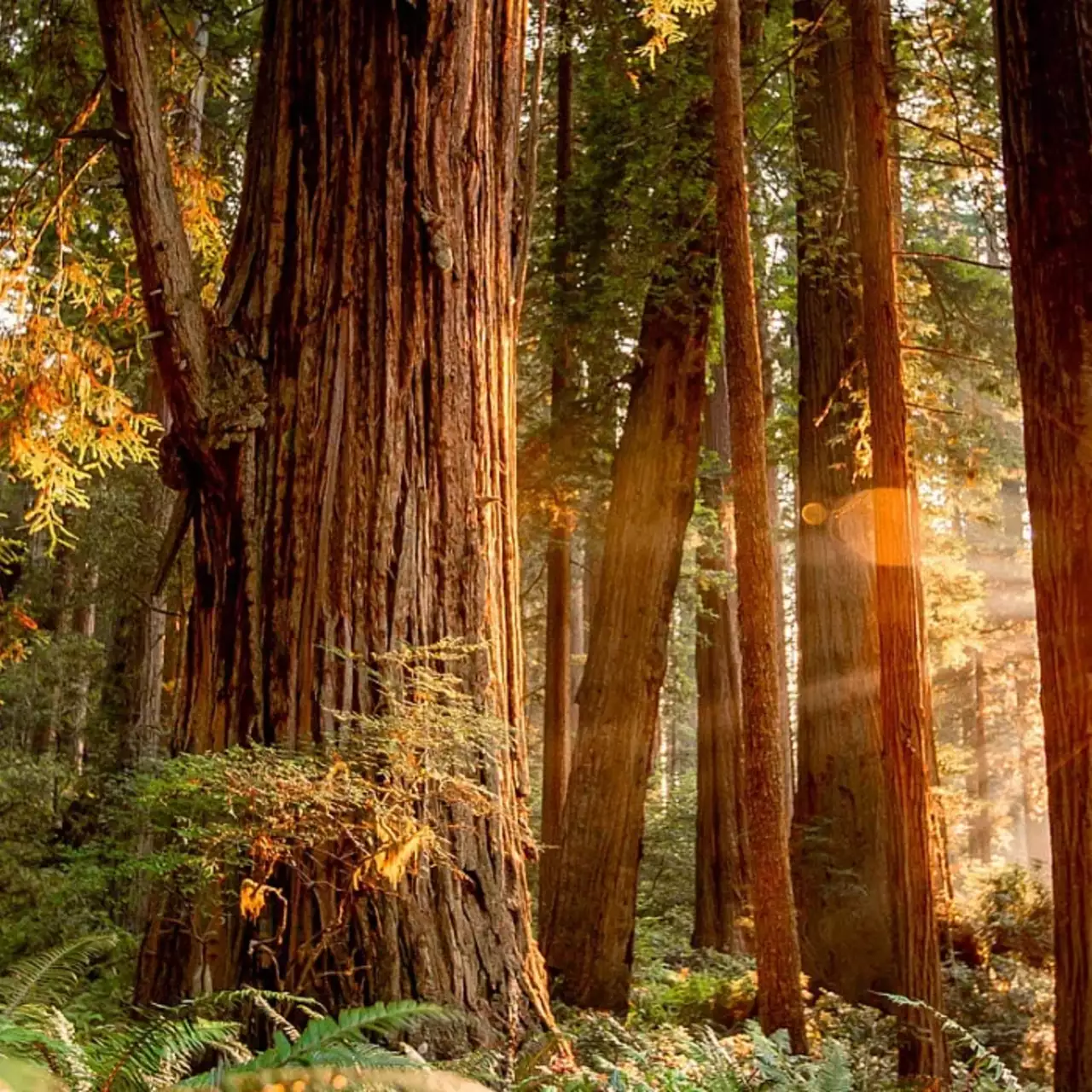 Технодемку Redwood Forest на Unreal Engine 5.1 можно спутать с реальным видео Технодемку Redwood Forest на Unreal Engine 5.1 можно спутать с реальным видео