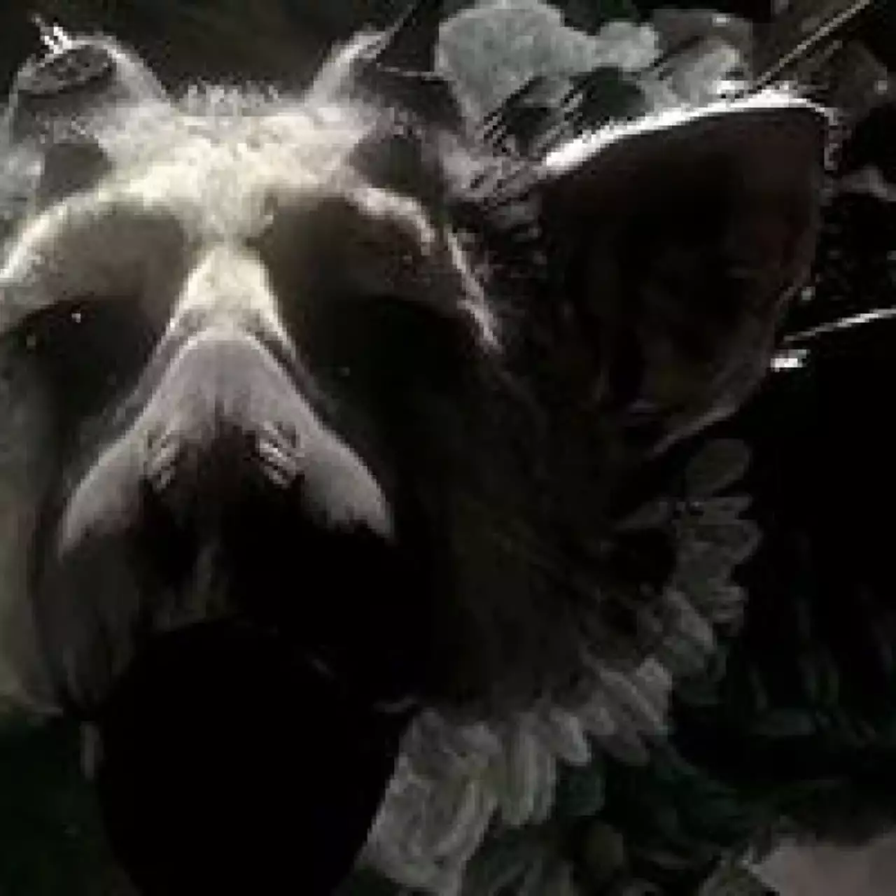 Будущее The Last Guardian, Final Fantasy Versus 13 и Agent осталось неизвестным