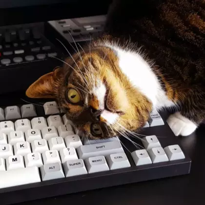 Кошка прошлась по клавиатуре стримерши и удалила весь прогресс в Hitman 3. Вот реакция девушки — видео