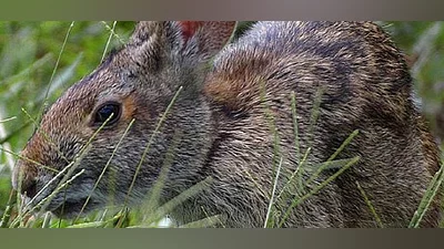 Сборник Warhammer 40,000: Dawn of War - Definitive Edition