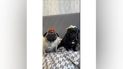 cs2 skins skinhed2011