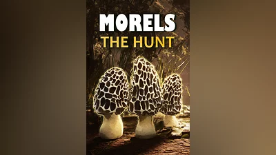 Morels: The Hunt